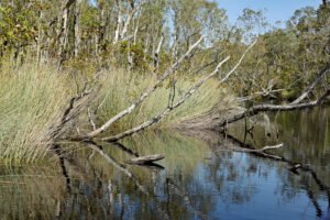 Everglade Reflections