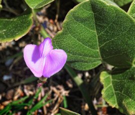 A Flower in the Greens