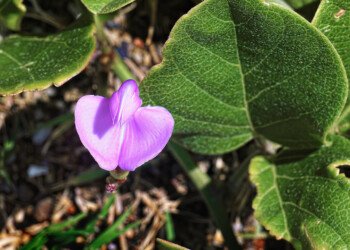 A Flower in the Greens