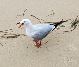 A Seagull