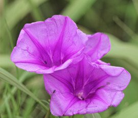 Ants Exploring Purple Flower