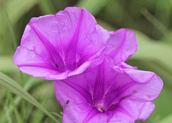 Ants Exploring Purple Flower