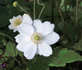 Beautiful White Petals