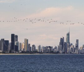 Birds Over Surfers Paradise