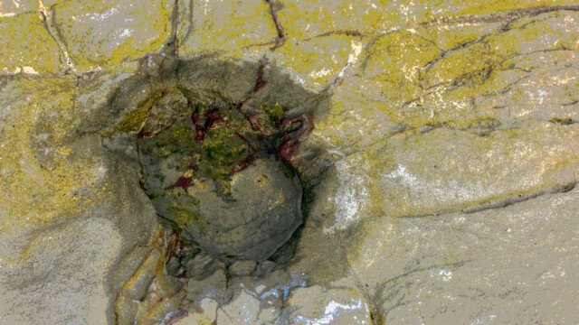 Human Condition 10 - Bleeding Heart