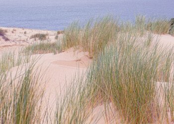 Coorong Grasses