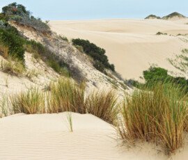 Coorong Sand