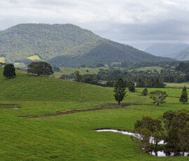 Green Paddocks