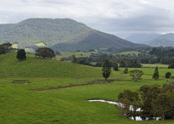 Green Paddocks