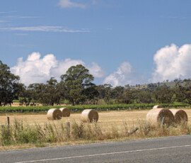 Hay and Vines