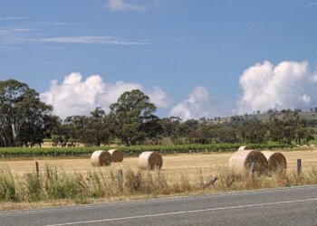 Hay and Vines